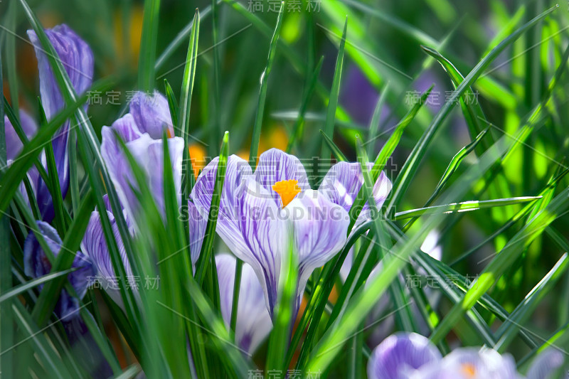 番红花春花