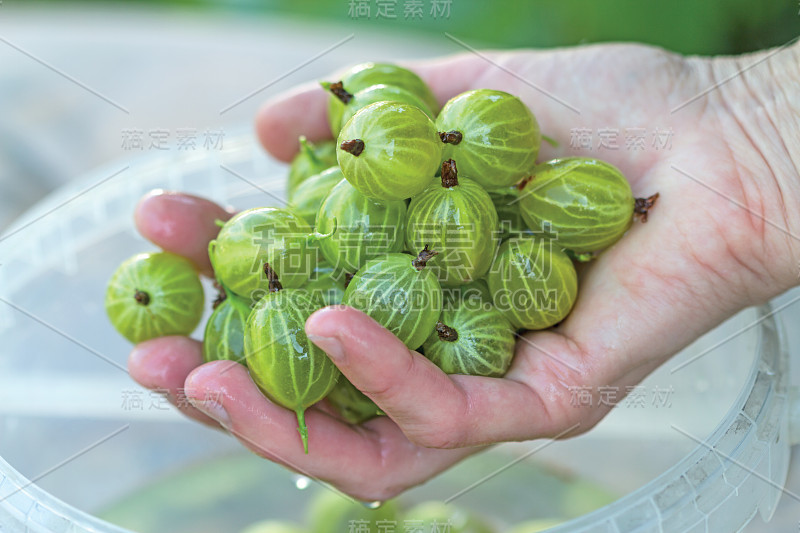 手拿洗过的醋栗