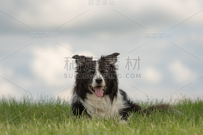 美丽的老边境牧羊犬躺在绿色草地上，前面是蓝色的天空背景