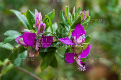 紫色的花