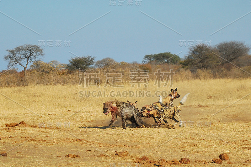 斑点鬣狗和野狗打架