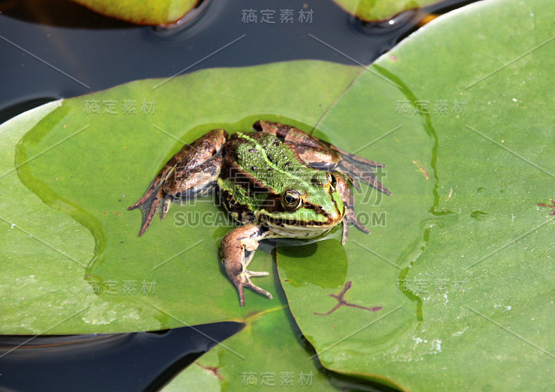 青蛙在睡莲的叶子上