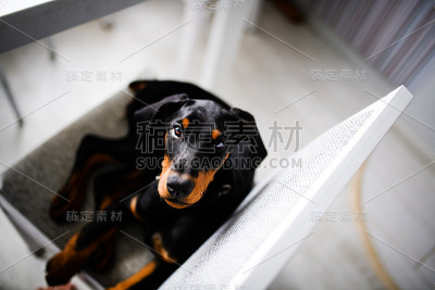 小杜宾犬