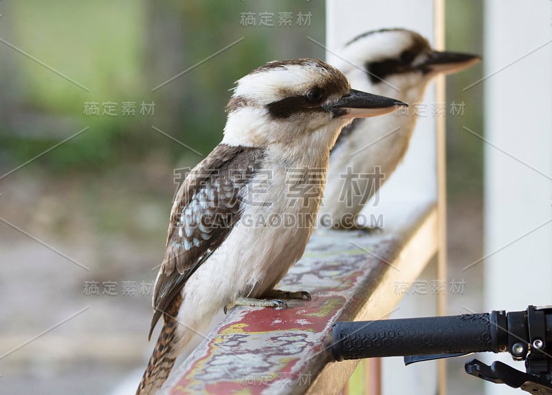 澳大利亚昆士兰沙岛