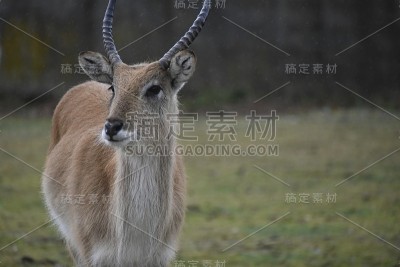 萨法里·德·保格雷