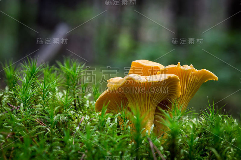 鸡油菌