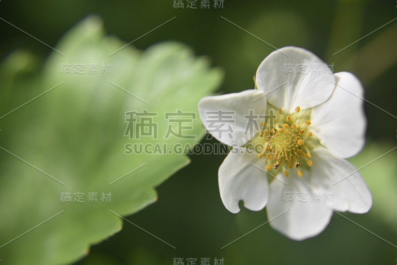 草莓花瓣边缘的选择性聚焦。仔细看看春天的草莓花。自然和花卉概念。