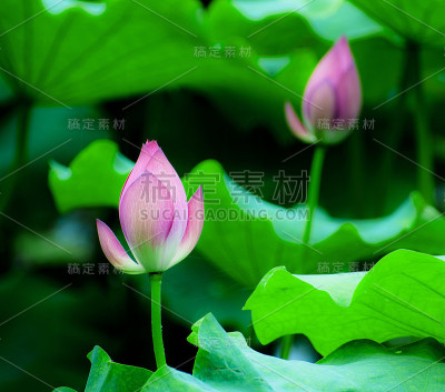 莲花