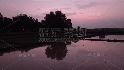 稻田反射
