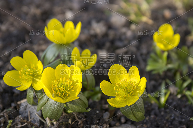 蛇尾草，早春开花，冬附子背光