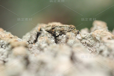 宏树皮