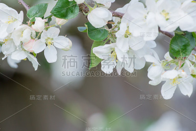 嫩花和花蕾的苹果树与美丽的散