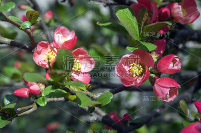 观赏性开花灌木木瓜品种，有美丽的淡粉色花瓣和黄色的中心