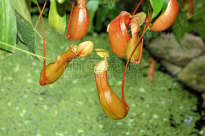 食虫植物猪笼草