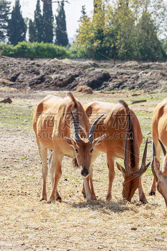 大antelopes