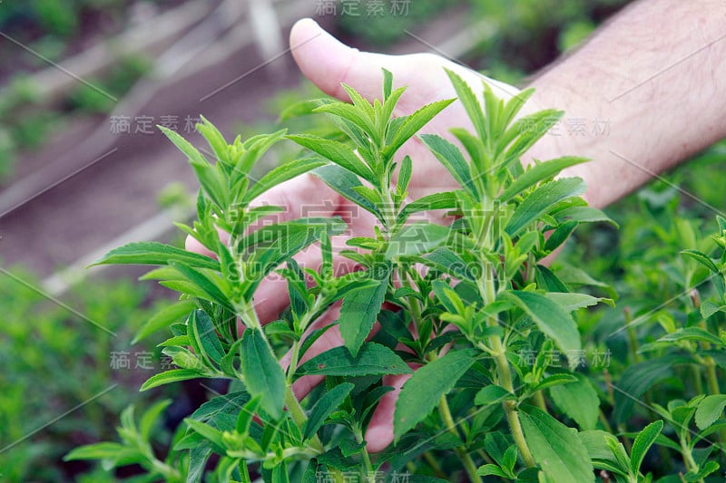 甜菊种植的细节