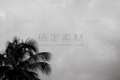 风中落叶