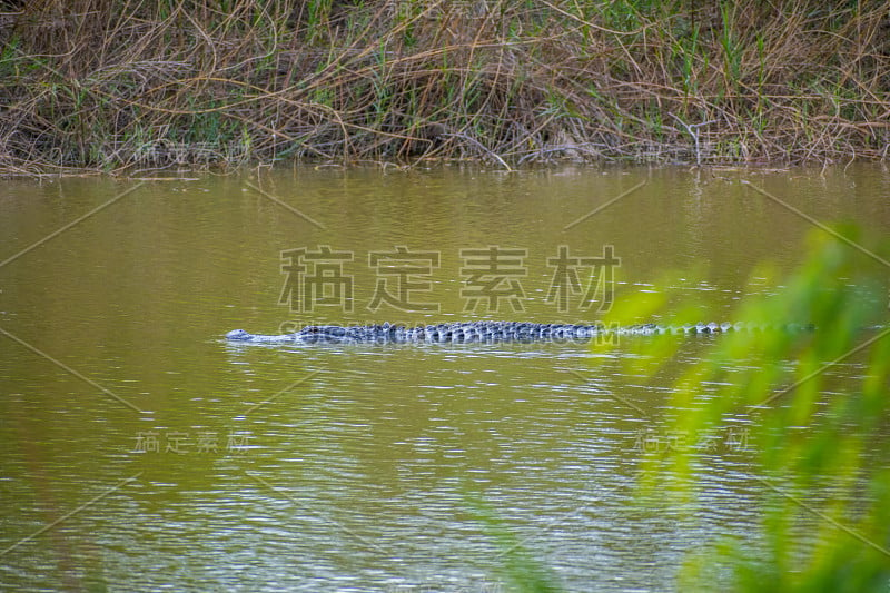 德州大草原州立公园里的一只美洲短吻鳄