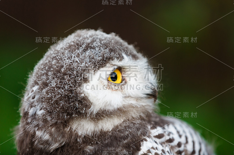 雪鸮小鸡