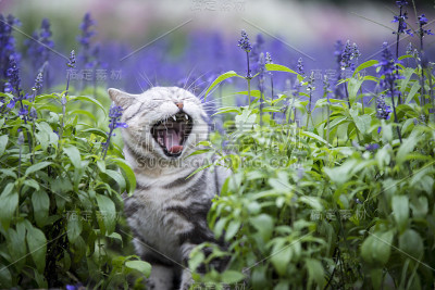 猫薰衣草花