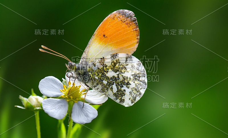 桔梗蝴蝶花胭脂胭脂在草莓花上。