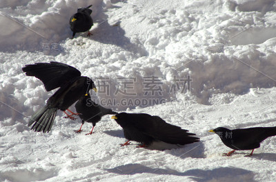 黑鸟在雪中嬉戏，法国阿尔卑斯山