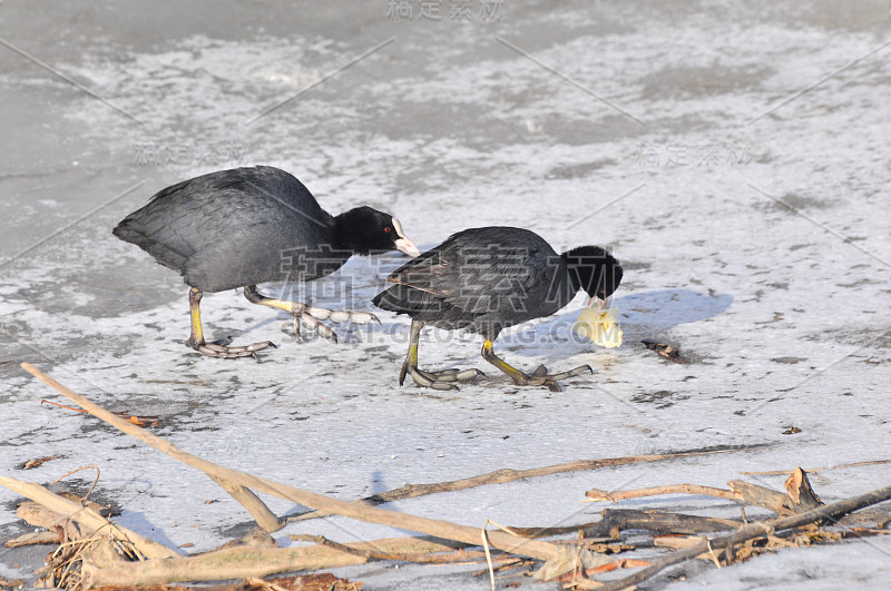 一只欧亚白骨顶鸟(Fulica atra)在河岸上叼着一片面包