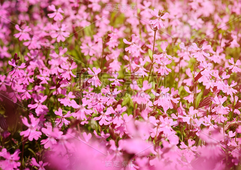 美丽明亮的背景夹竹桃钻形花。花的背景