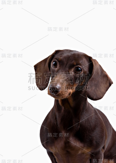 白色背景上的腊肠犬特写