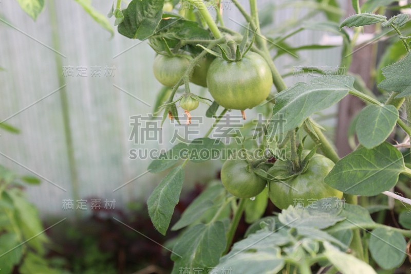 夏天园子里长着绿色的西红柿