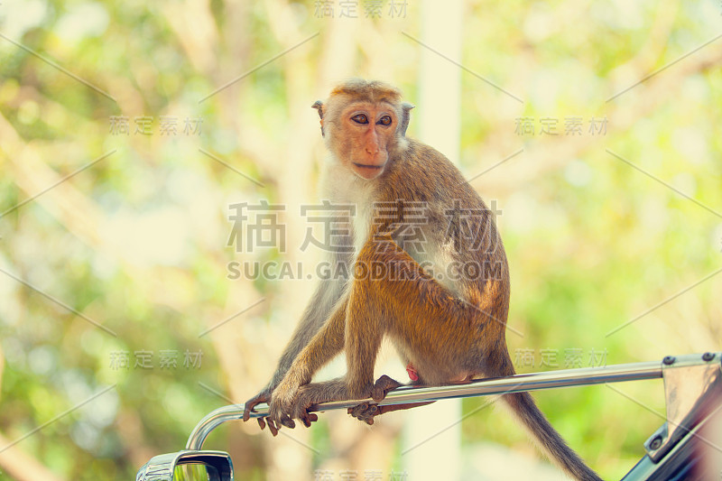 斯里兰卡猴子坐在树上