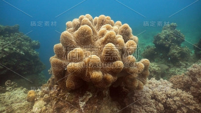 珊瑚礁和热带鱼。菲律宾