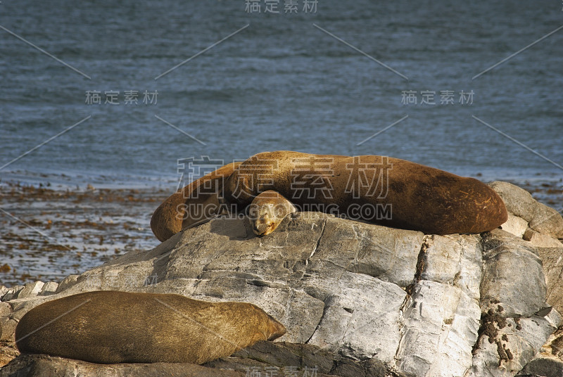 一对海狮在比格尔海峡晒太阳