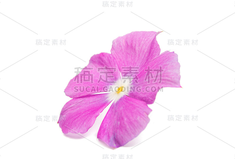 美丽的粉红色长春花(马达加斯加长春花)