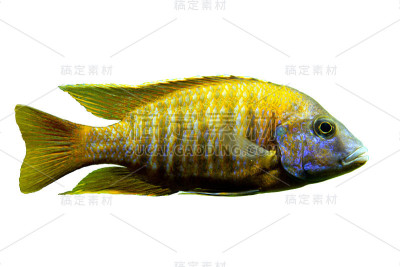 马拉维丽鱼科鱼。红唇鱼属的一种鱼，在白色的背景上