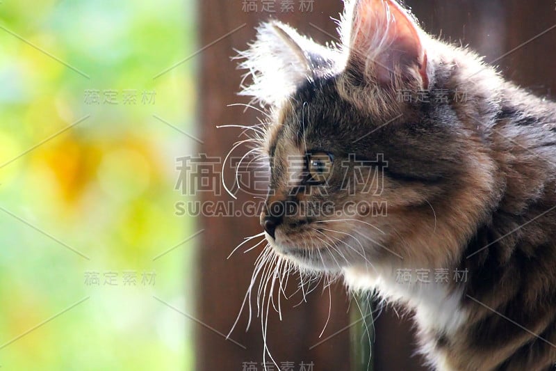 一个小猫咪的侧面肖像，专注地盯着前面，模糊的背景。