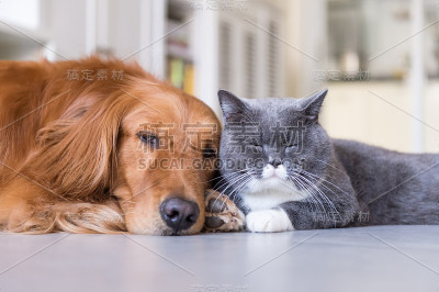 英国短毛猫和金毛猎犬