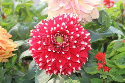 美丽的花