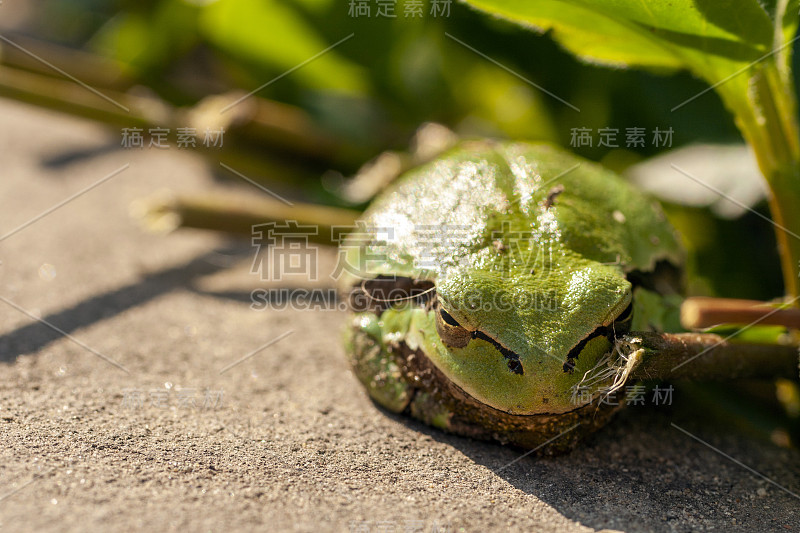 树蛙的特写镜头。