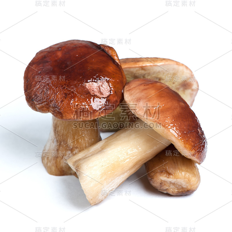 porcini