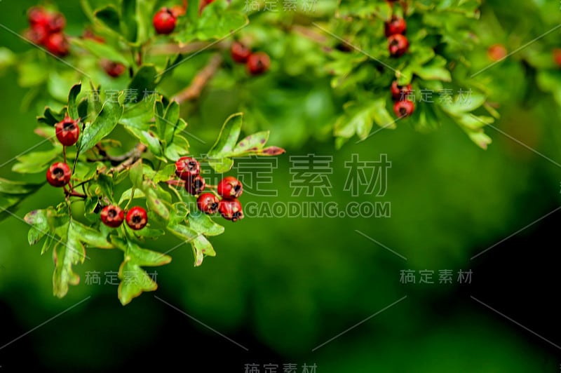 Forest-hawthorn