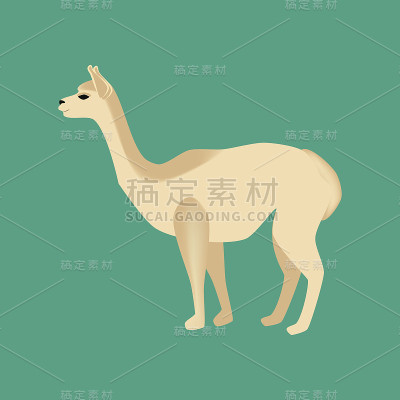 小羊驼动物插图