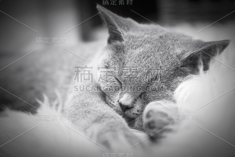 小可爱的猫躺在白色的皮毛上