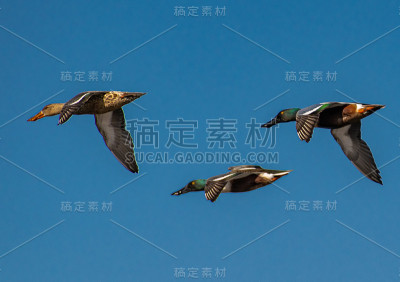 北铲鸭在蓝天下飞翔