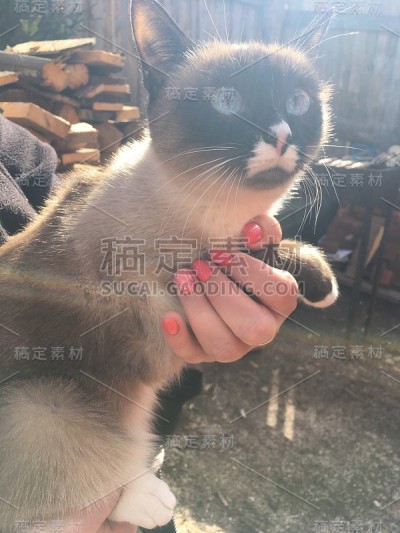 快乐狗照片金毛小狗