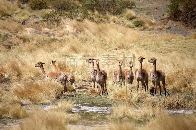 阿根廷阿塔卡马Puna，沿着Quebrada del Diablo的Vicunas