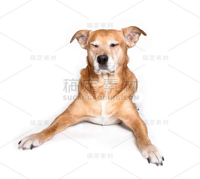 闭着眼睛的狗