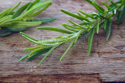 玫瑰花草
