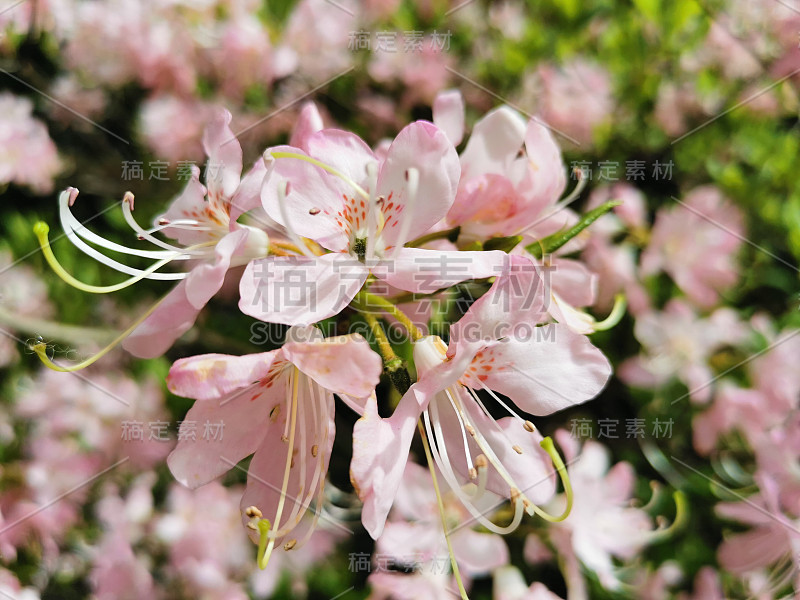 一种淡粉色的杜鹃花Vaseyi(拉丁文:杜鹃花Vaseyi (A. Gray))，圣彼得堡植物园