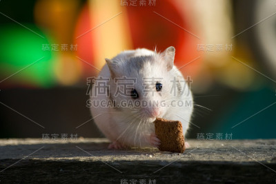 白色的仓鼠